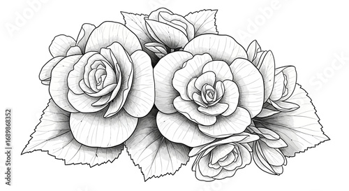 Detailed line drawing of begonia flowers and leaves in black and white