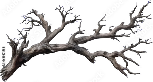 Gnarled Dead Tree Branch with Blue Tips on White Background