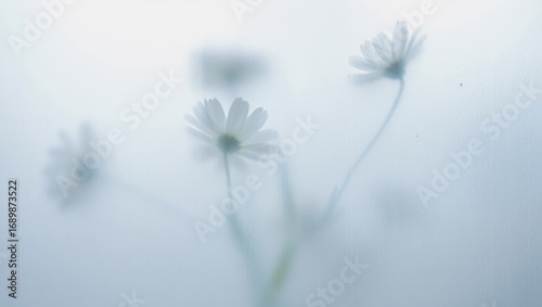 Delicate white daisies emerge through frosted glass with a soft, ethereal glow