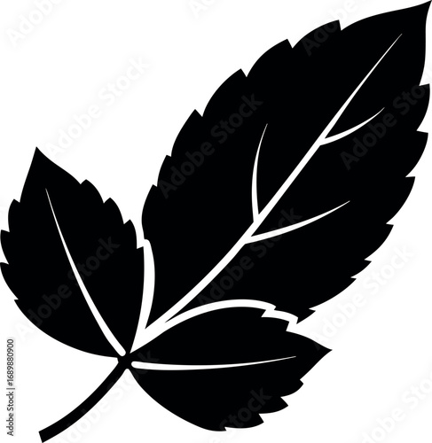 Mint Leaf Silhouette with Prominent Vein Structure Illustration