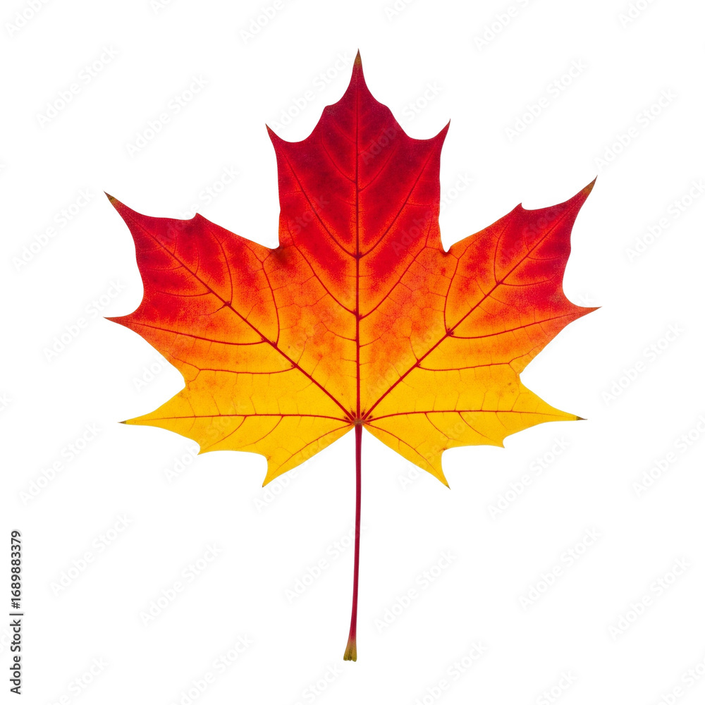 Obraz premium autumn maple leaf