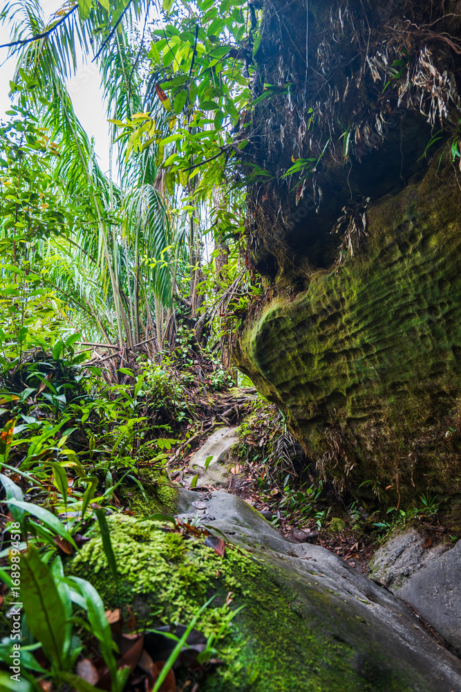 Φωτογραφία Jungle trekking or hiking landscape at Bako national park in Kuching, Sarawak, Malaysia