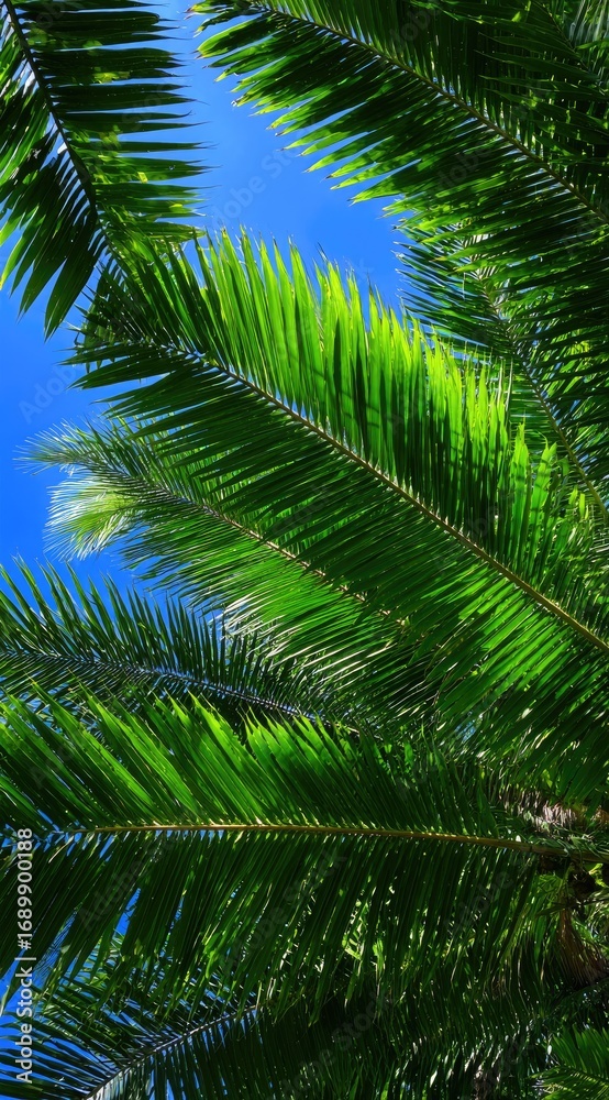 Naklejka premium Palm leaves frame bright blue sky in vertical shot. Vivid greens & azure contrast. Tropical feel. Sun light highlights foliage