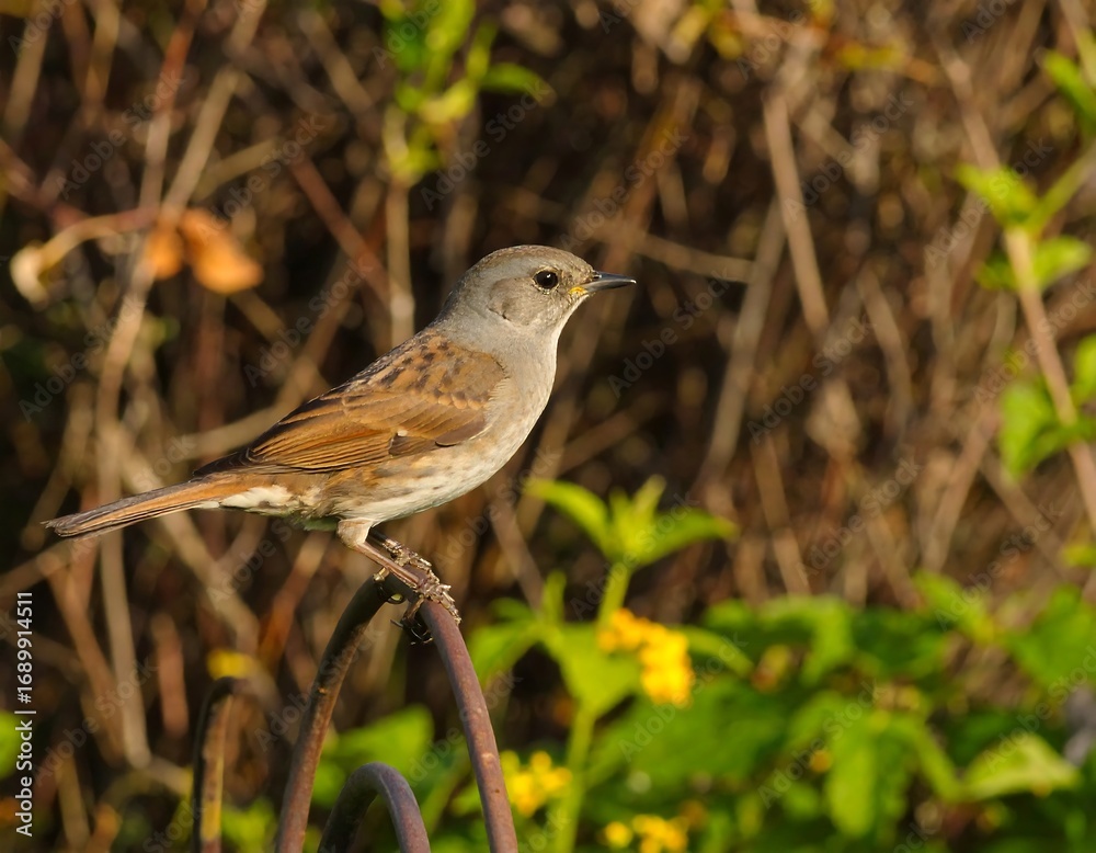Fototapeta premium Small bird perched on metal