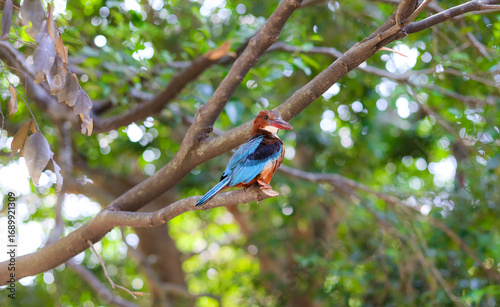 blue tit on a branch