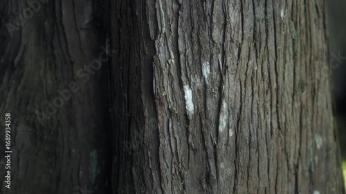 Close up of a cedar tree trunk bark in the forest