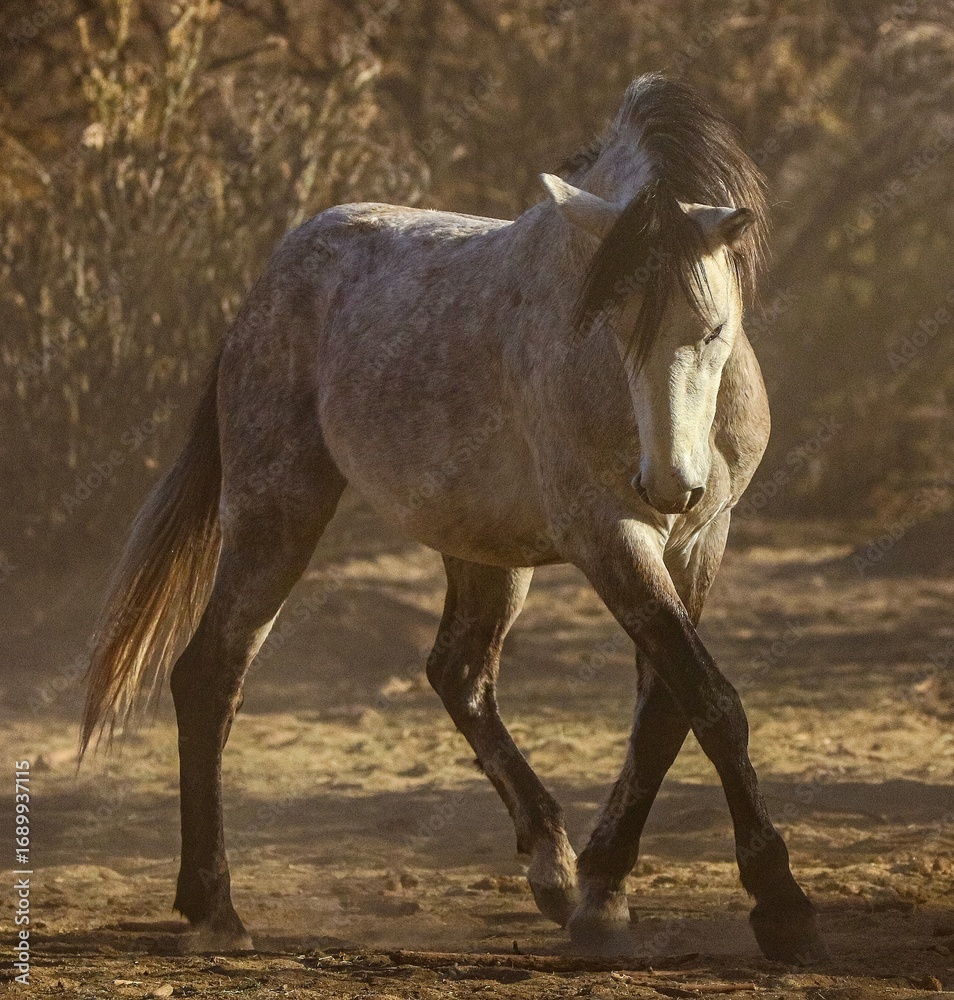 Fototapeta premium Wild Stallion in Morning Light and Dust