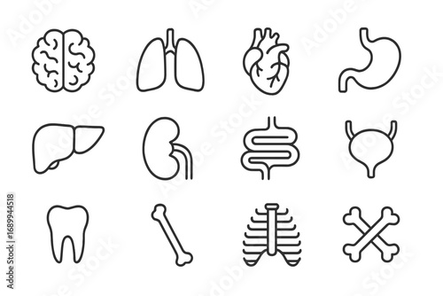Human Internal Organs Outline Icons Set. Brain, Lungs, Heart, Stomach, Liver, Kidney, Intestine, Bladder, Tooth, Bone, Ribcage. Medical Anatomy Simple Linear Vector. Editable Stroke Symbols.