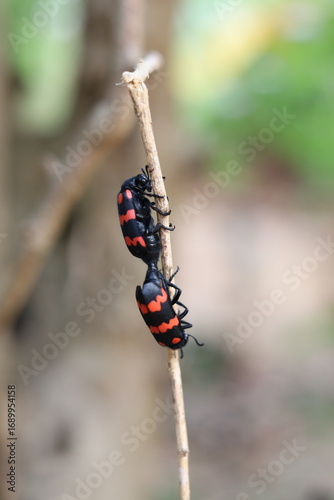 dragonfly on a branch