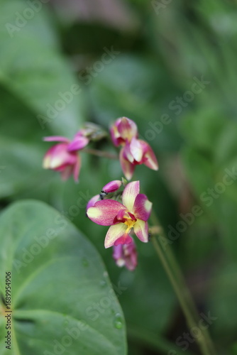 pink and white flower