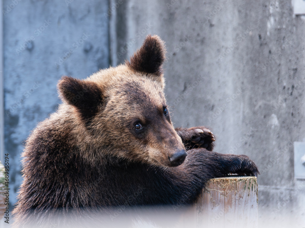 Fototapeta premium Hokkaido brown bear cub