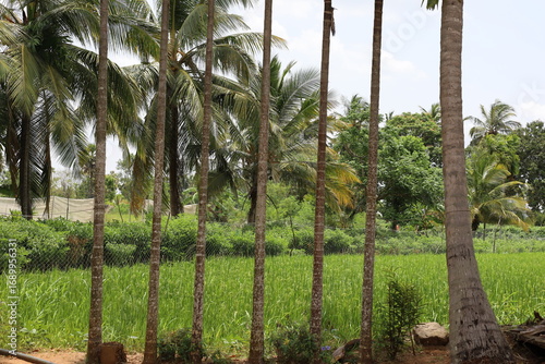 palm trees in the garden