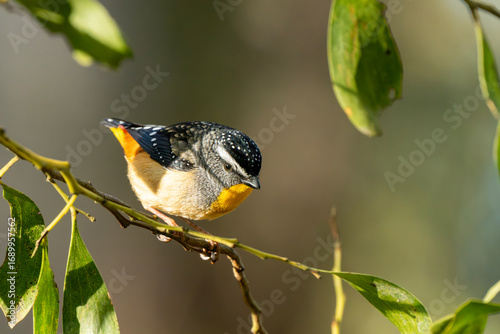 Spotted Pardalote (Pardalotus Punctatus)