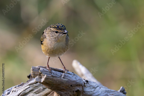 Spooted Pardalote (Pardalotus Punctatus)