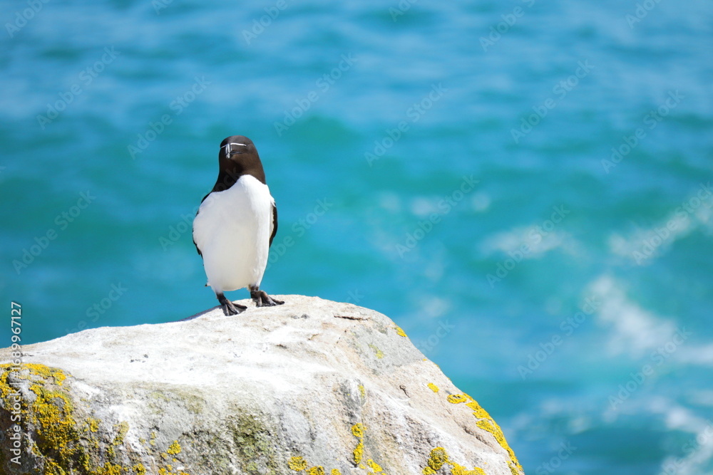 Obraz premium Razorbill seabird perched on rocky coastal cliff with turquoise ocean background, wildlife and nature photography from Saltee Island, Ireland.