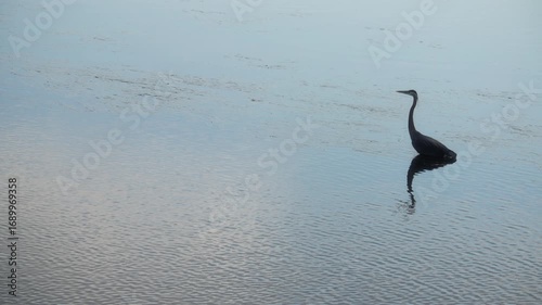 Great blue heron standing in the shallow water at sunset