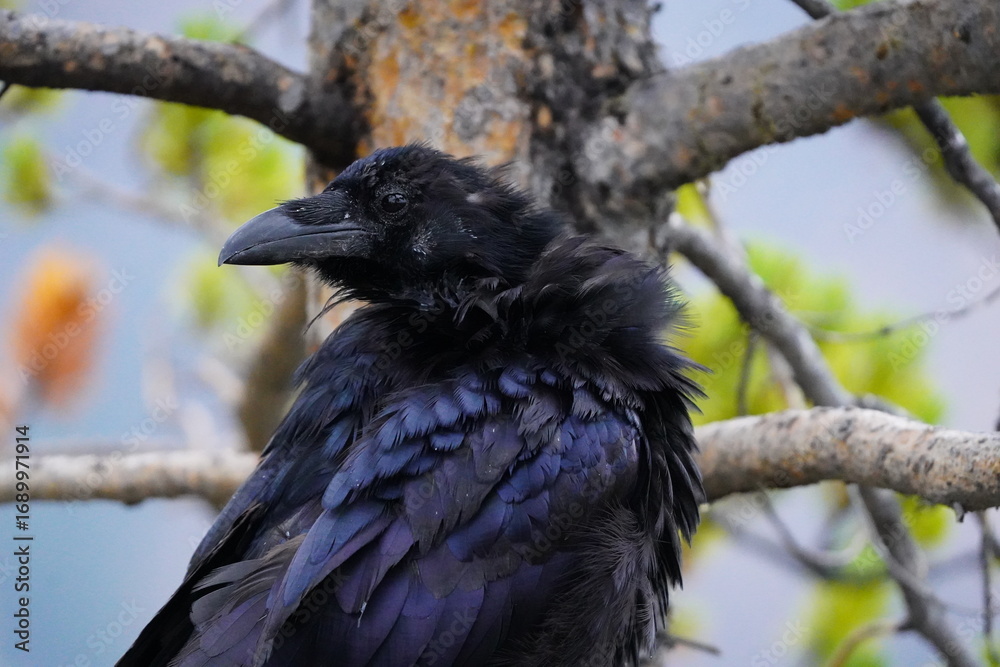 Fototapeta premium Raven
