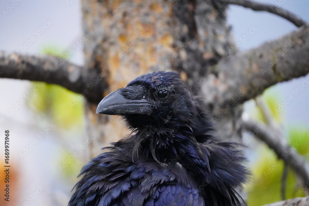 Fototapeta premium Raven