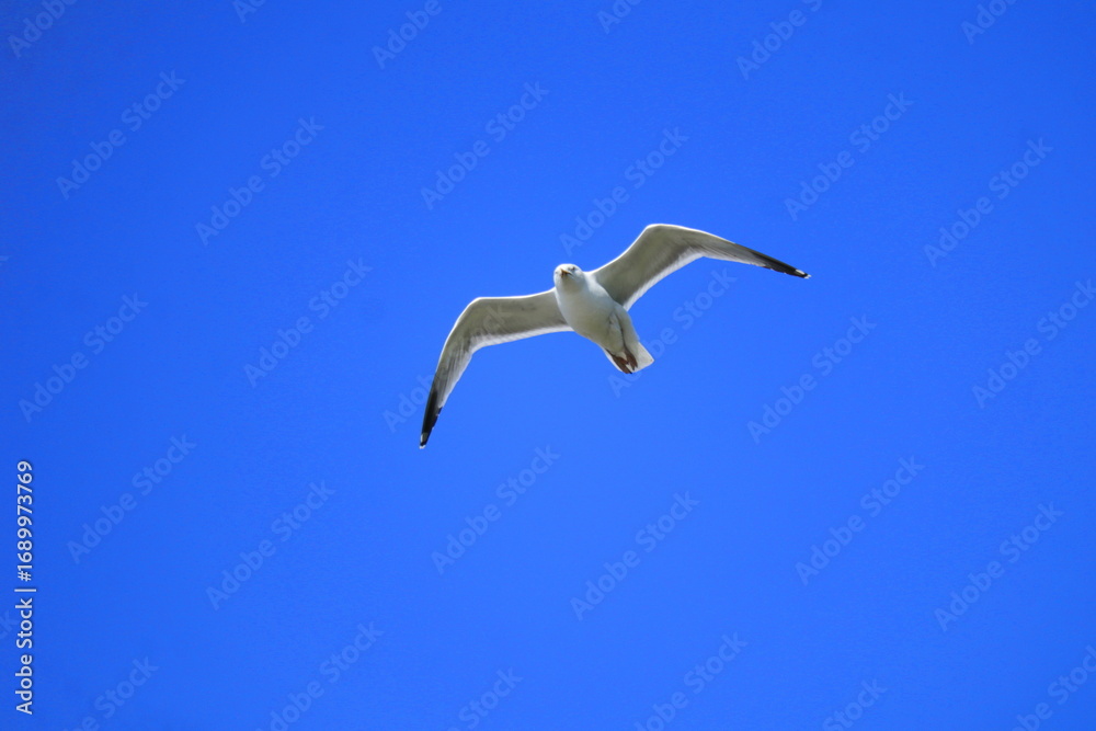 Obraz premium Graceful Seagull in Flight Over Blue Sky – Wildlife Bird Photography, Freedom Concept, Nature Travel Inspiration, Peaceful Summer Vibes, Ocean Coast, Adventure Background