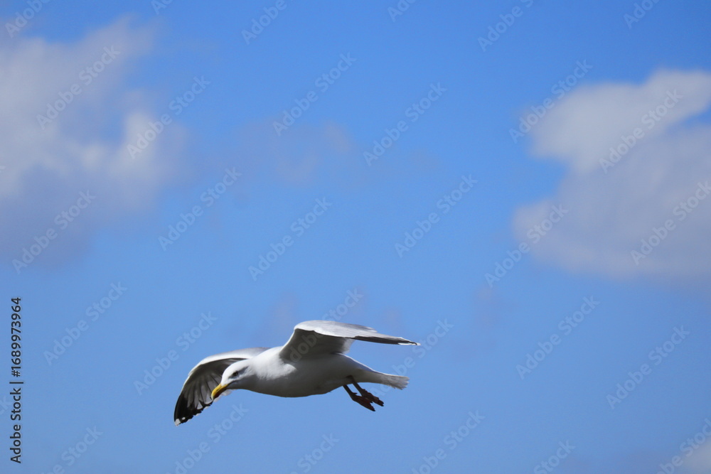 Fototapeta premium Graceful Seagull in Flight Over Blue Sky – Wildlife Bird Photography, Freedom Concept, Nature Travel Inspiration, Peaceful Summer Vibes, Ocean Coast, Adventure Background