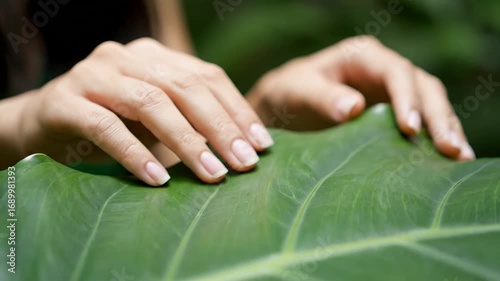Woman's Hands Gently Touching a Lush Green Leaf in a Tranquil Natural Setting evoking serenity,