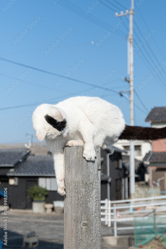 Obraz premium 木の棒に登って遊ぶ野良猫 