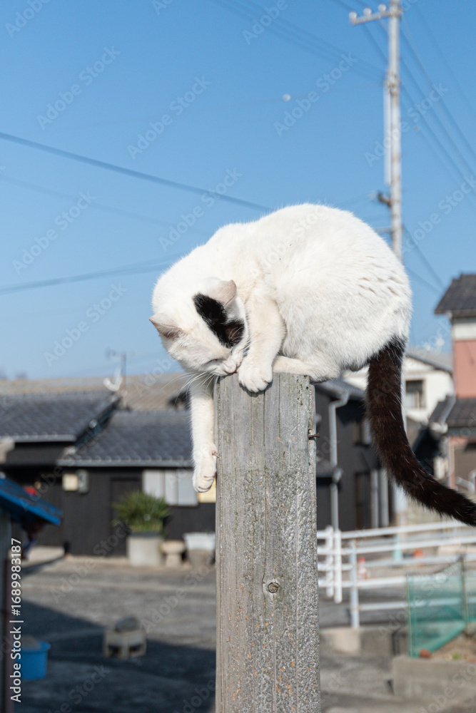 Obraz premium 木の棒に登って遊ぶ野良猫