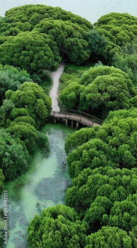 Aerial view of dense green trees, a winding waterway, and a small bridge, suggesting a lush, serene, and perhaps somewhat overgrown natural landscape