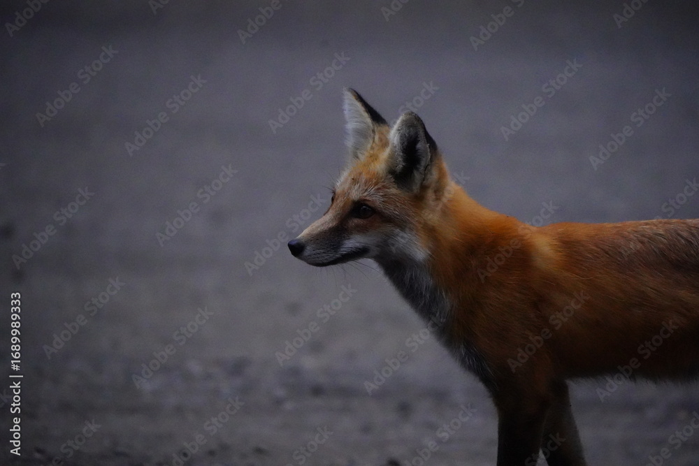Fototapeta premium Fox 