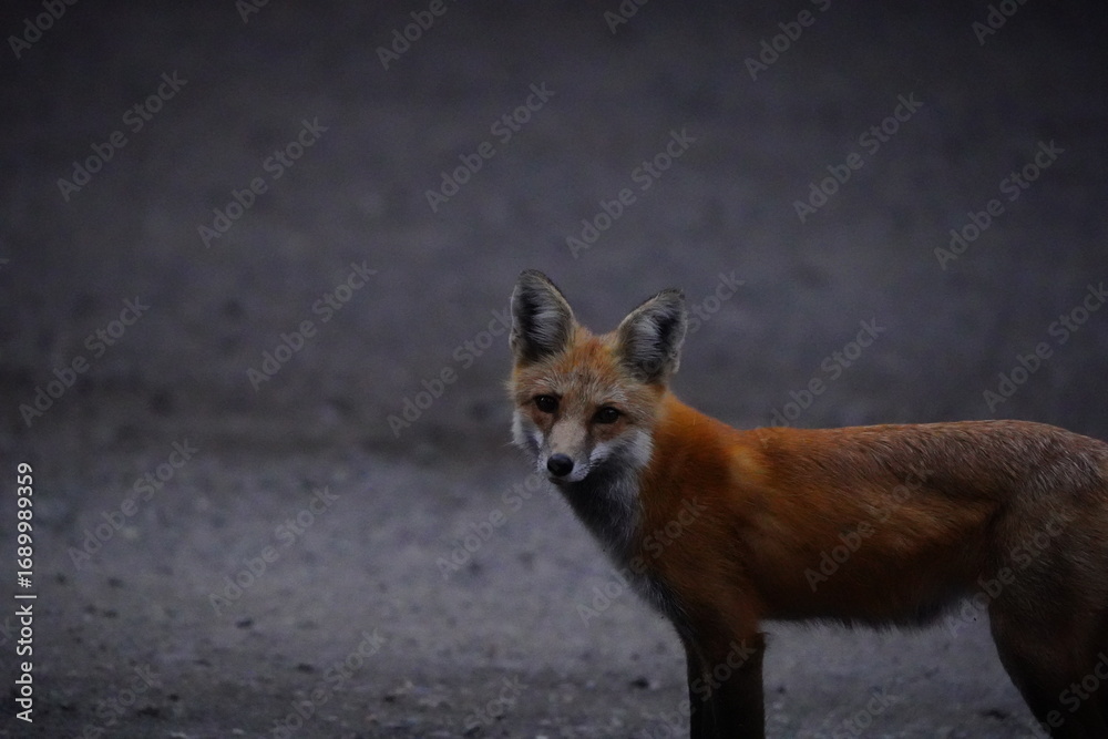 Fototapeta premium Fox