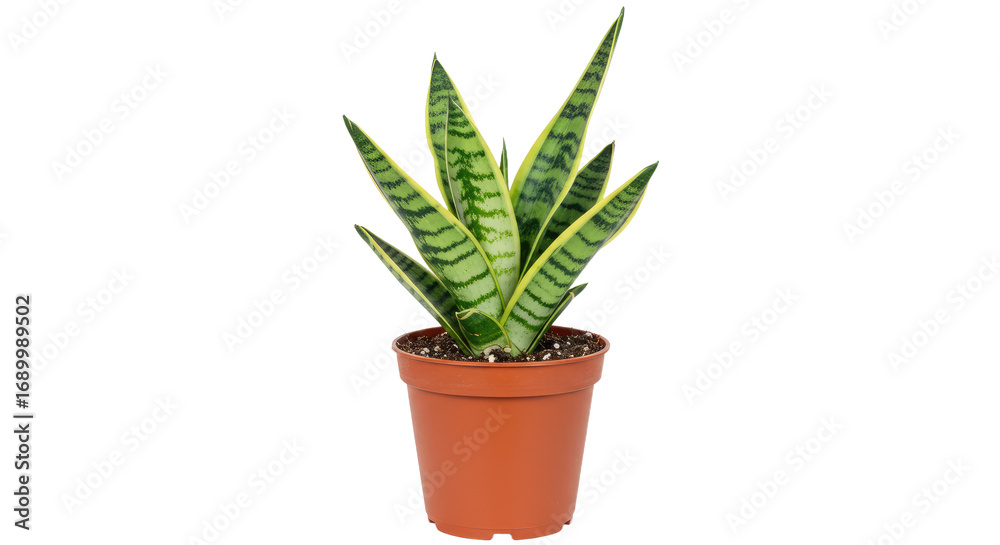 Obraz premium Closeup of a potted snake plant with yellow stripes.