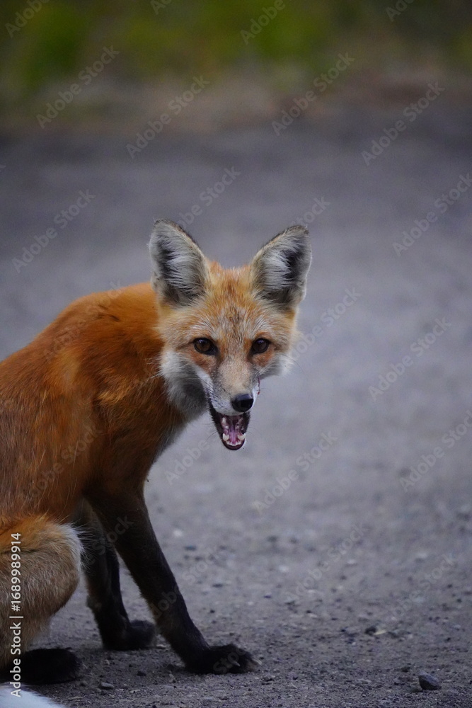 Fototapeta premium Fox 