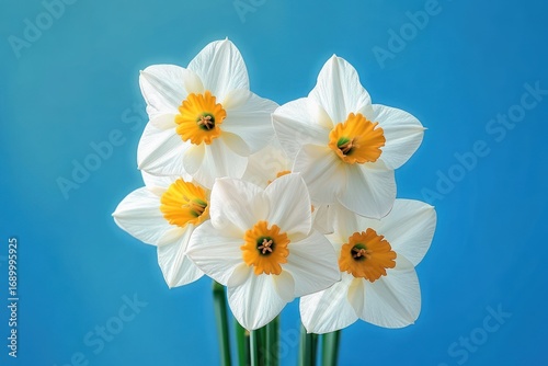 Close-up of a bouquet of six white daffodil flowers with bright yellow centers against a clear blue background, evoking freshness and springtime beauty