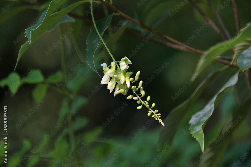 Obraz premium ナツフジの花