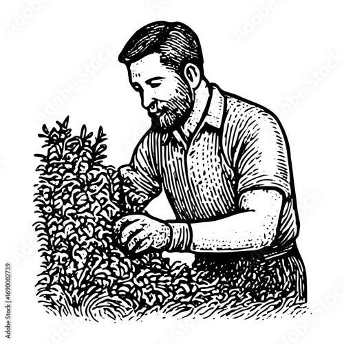 Vintage Male Farmer Illustration: Pruning Garden Plants