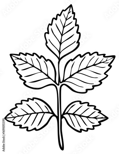 Stylized Line Art of a Sprig of Leaves with Serrated Edges