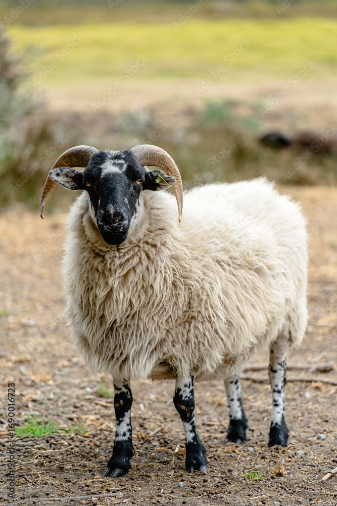 Obraz premium sheep with horns