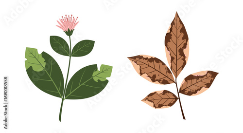 Healthy versus diseased plant leaves illustrating insect damage and fungal infection