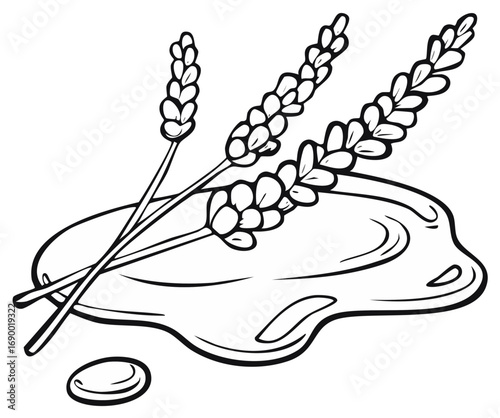 Black and white line art of lavender sprigs resting in a pool of honey or essential oil.