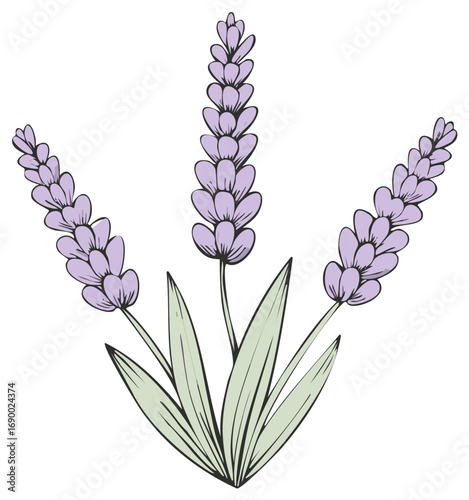 Lavender flower illustration, floral vector drawing on white, Lavandula plant