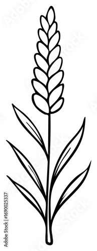 Simple black and white drawing of a single wheat stalk with leaves
