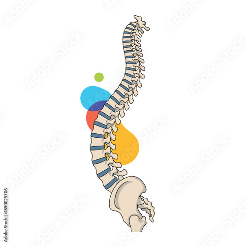 Healthy human spine anatomy illustration with colorful abstract shapes for medical education