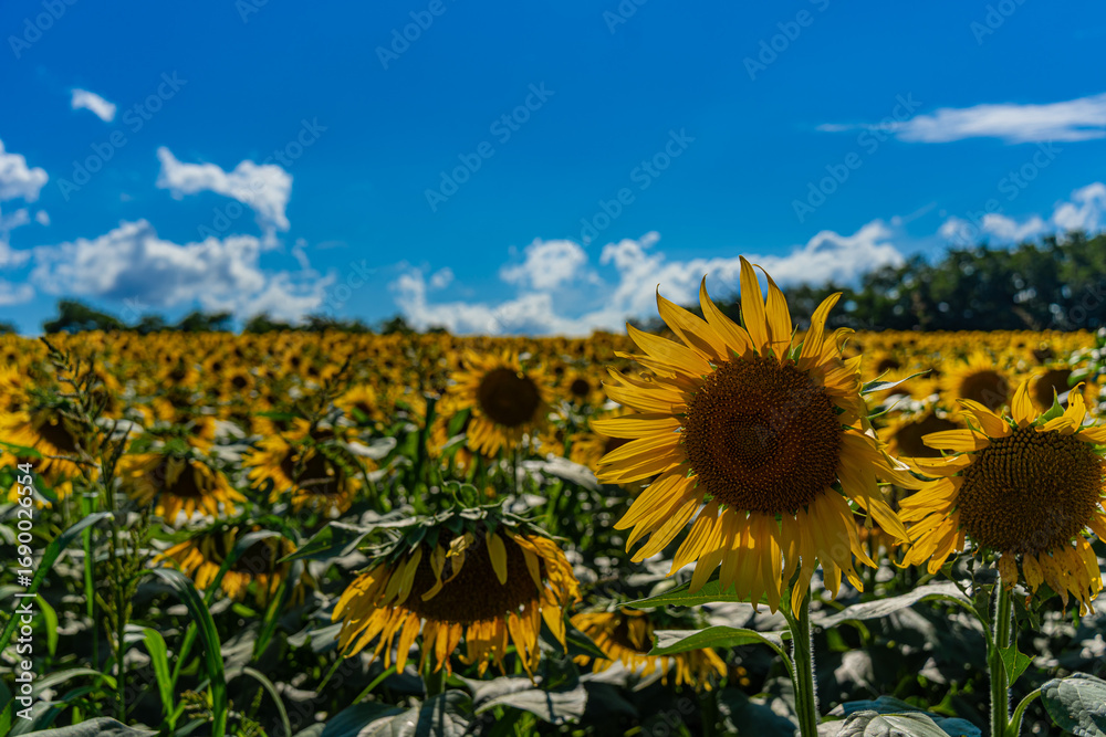 Fototapeta premium 夏の北海道の北竜のひまわり畑