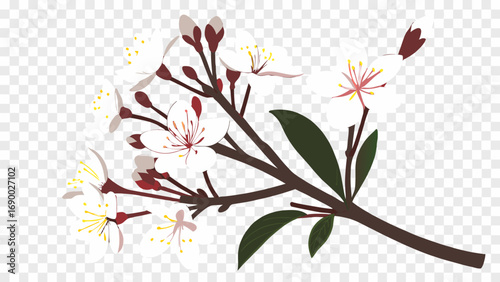 Blooming Branch with White Flowers and Green Leaves Spring Blossom Illustration Floral Design Element.