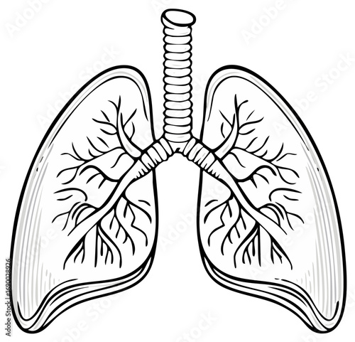 Black and white anatomical illustration of human lungs trachea and bronchi