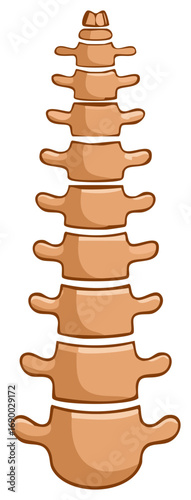 Illustration of a Human Spine Anatomy Depicting Vertebrae Structure for Medical Education Resources or Healthcare Design Projects