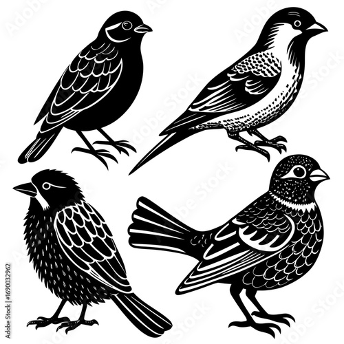 Vector art of a charming compilation of four unique bird illustrations, each displaying intricate details and distinct characteristics