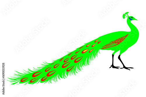 peacock vector