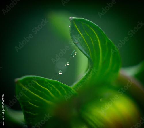 green leaf in water