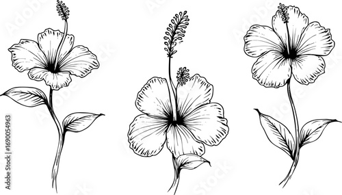 Monochrome Ink Hibiscus Flower Illustrations